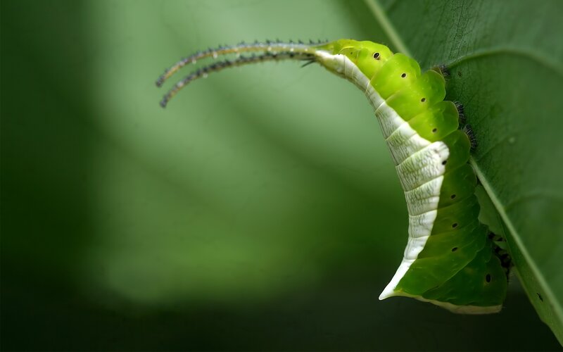 green caterpillar on leaf