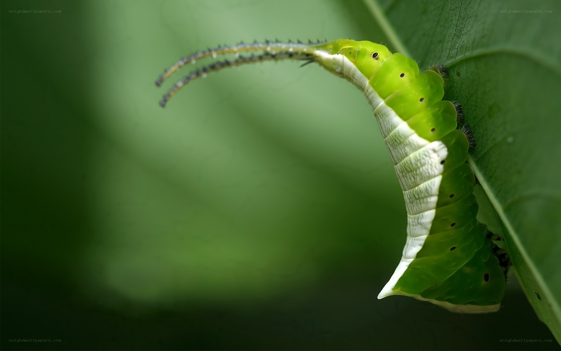 green caterpillar on leaf