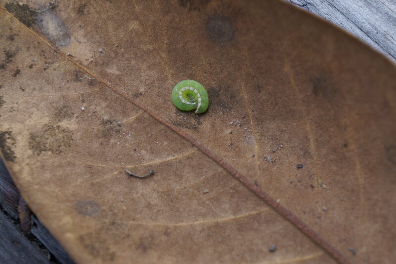 Green Caterpillar on Leaf — Brown