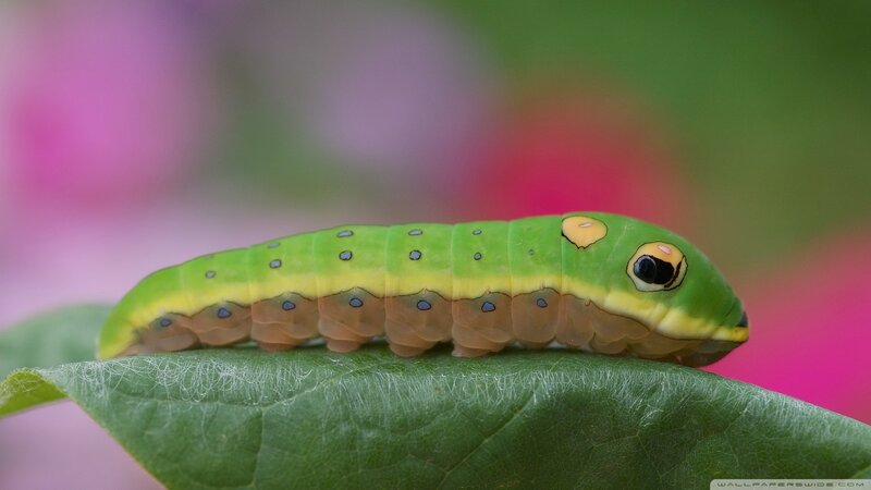 Green Caterpillar on Leaf — Calm, Photograph, Background