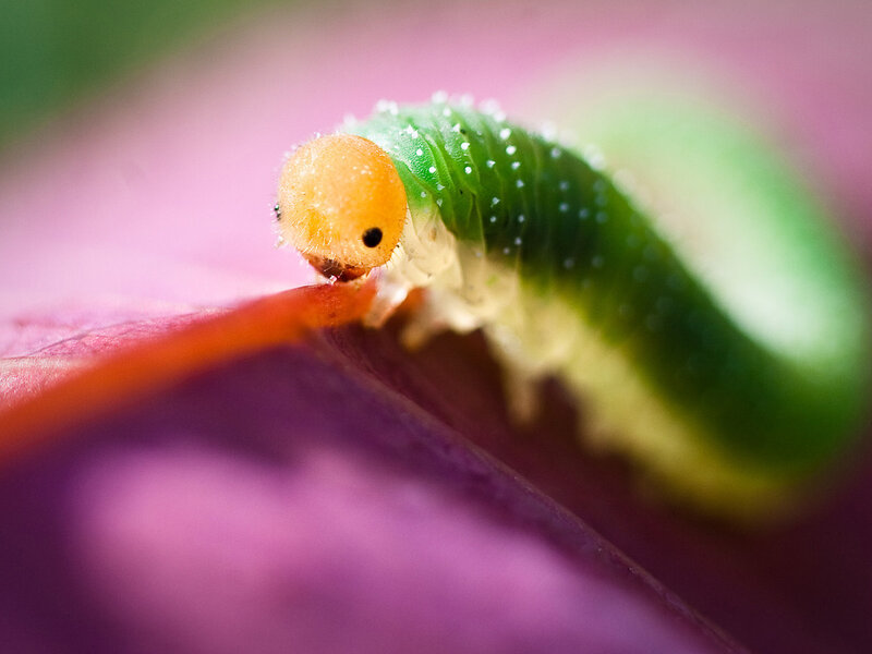 Green Caterpillar on Leaf — Calm, Photograph, Flower