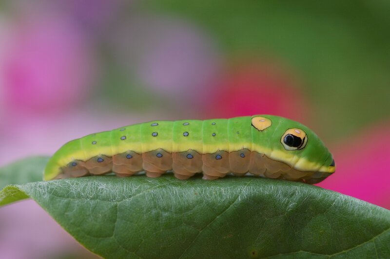 Green Caterpillar on Leaf — Calm, Spring