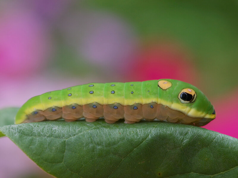 Green Caterpillar on Leaf — Calm