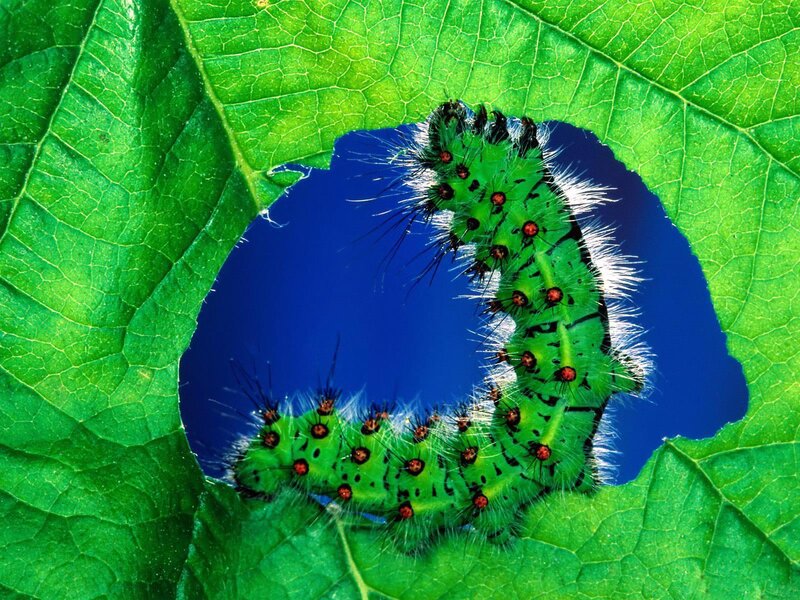 Green Caterpillar on Leaf — Natural, Afternoon