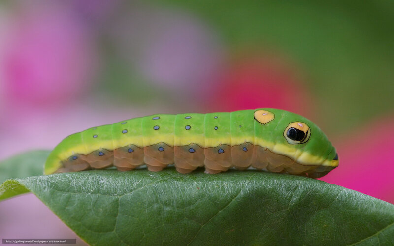 Green Caterpillar on Leaf — Natural, Photograph, Background