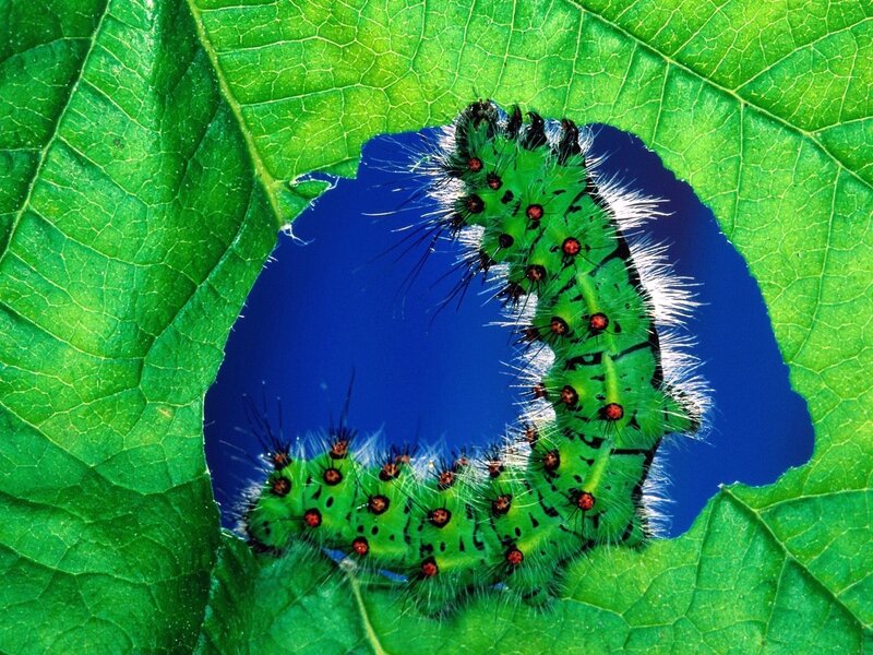 Green Caterpillar on Leaf — Natural, Photograph, Blue Sky