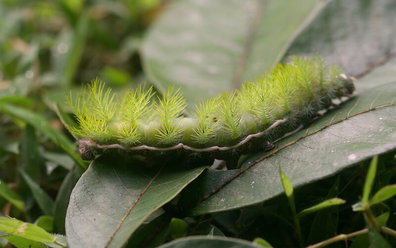 Green Caterpillar on Leaf — Natural, Photograph, Spines