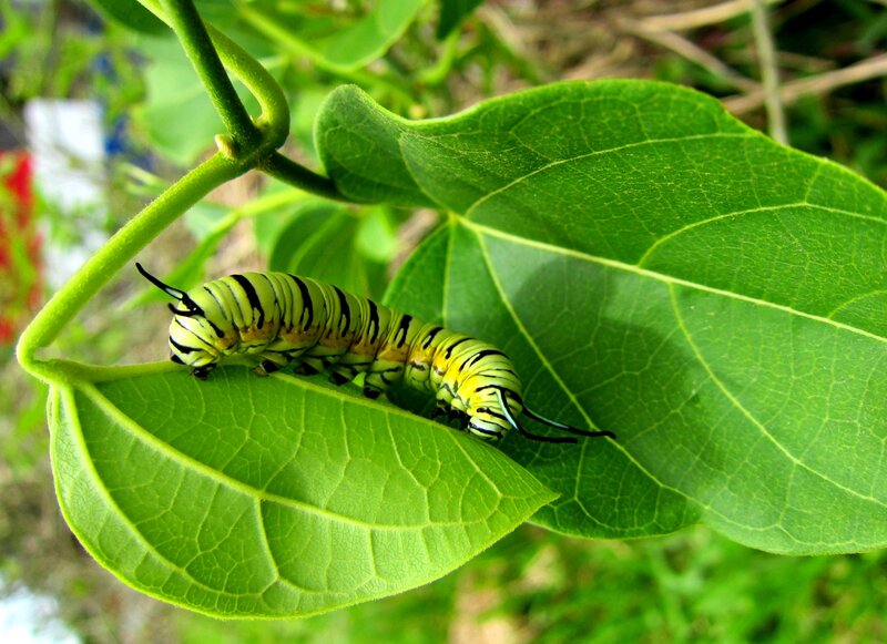 Green Caterpillar on Leaf — Natural