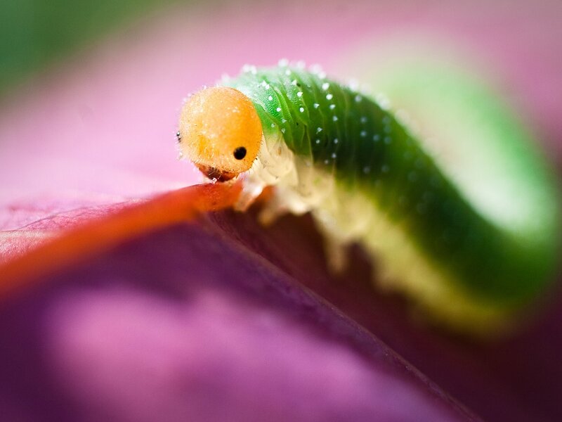 Green Caterpillar on Leaf — Purple
