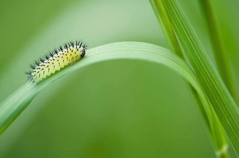 Green Caterpillar on Leaf — Serene, Morning