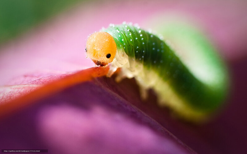 Green caterpillar on leaf