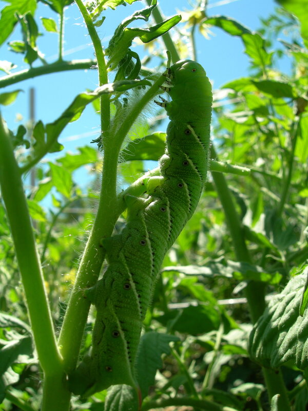 green caterpillar on plant
