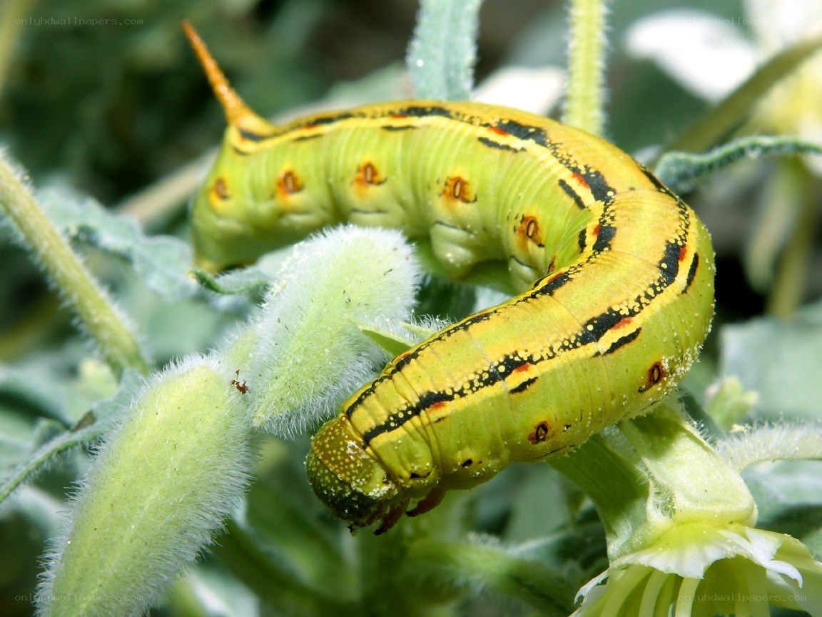 green caterpillar on plant