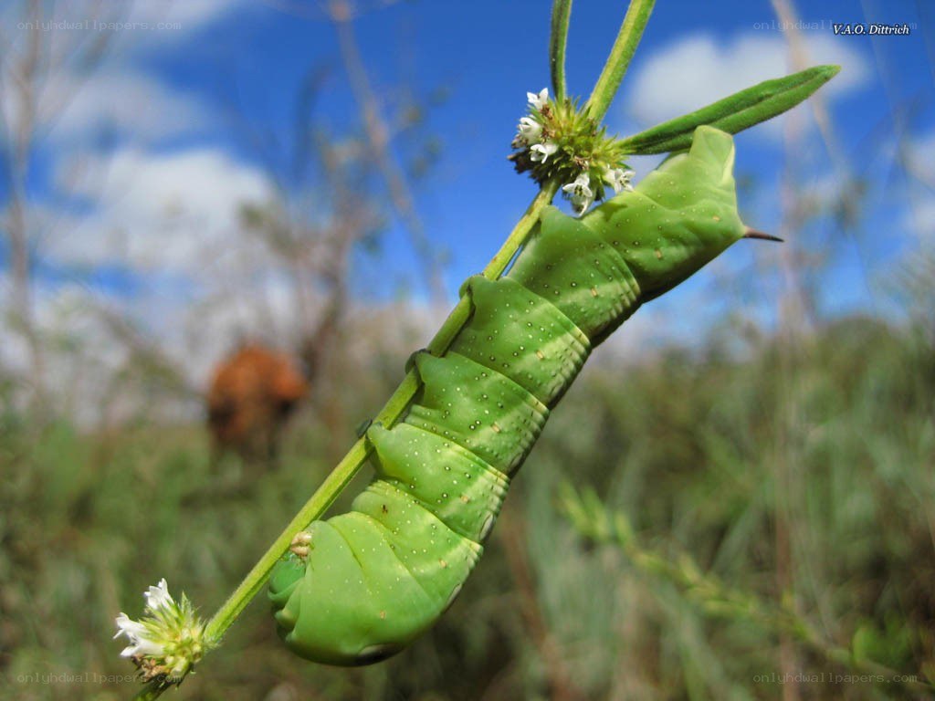 green caterpillar on plant