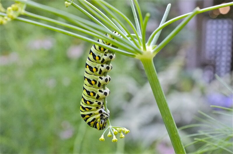 Green Caterpillar on Plant — Natural