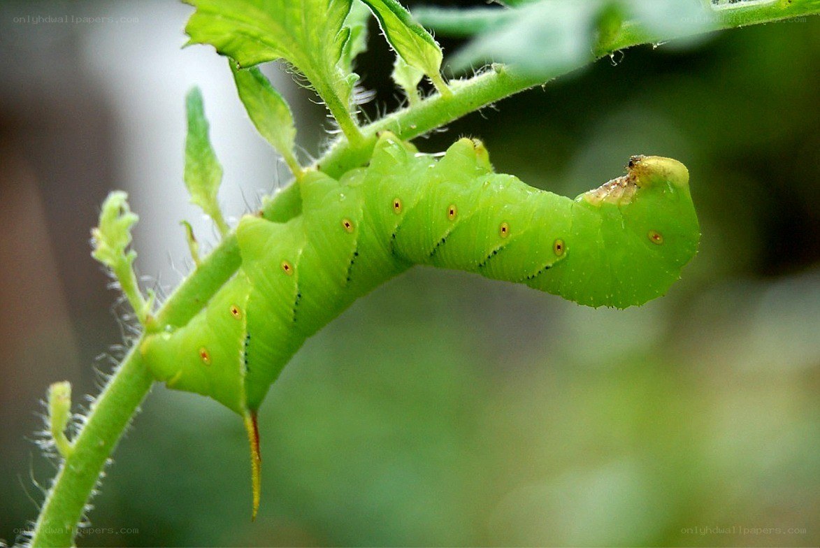 green caterpillar on plant stem