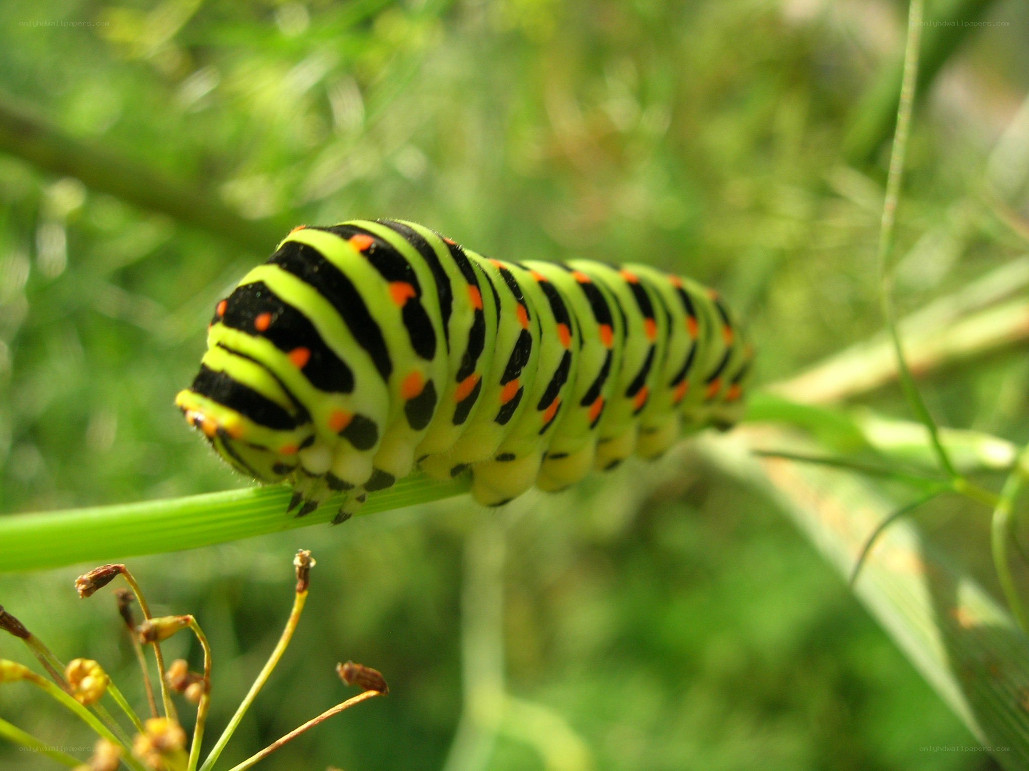 green caterpillar on plant