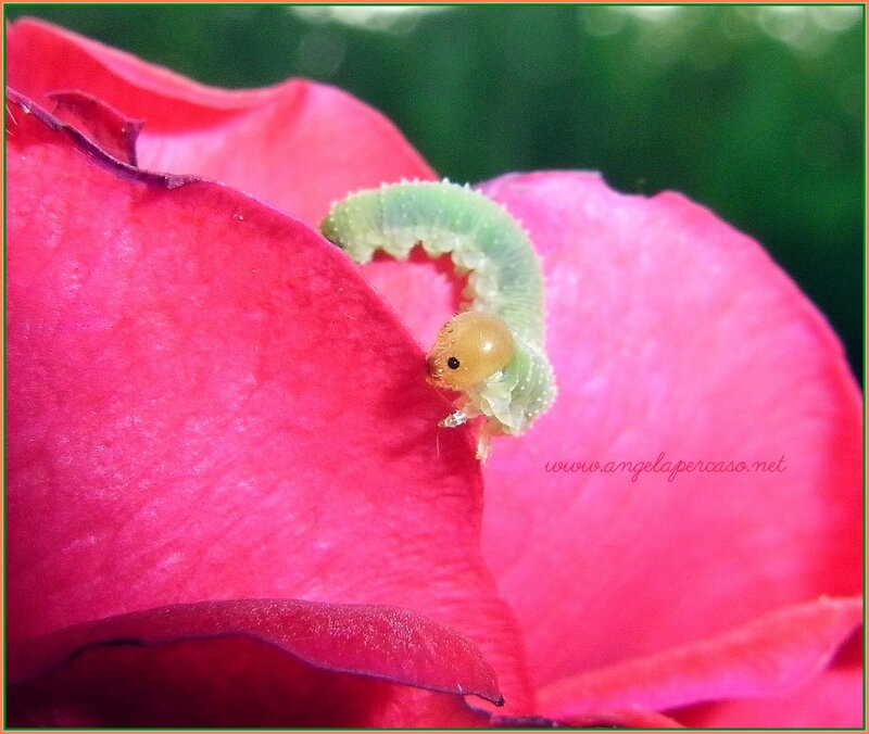 Green Caterpillar on Rose