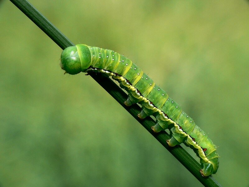 Green Caterpillar on Stem — Calm, Afternoon