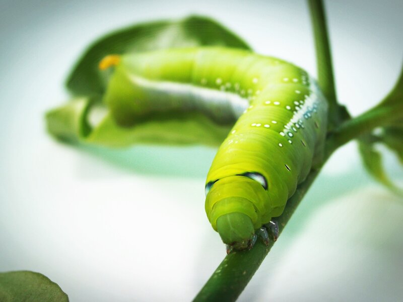 Green Caterpillar on Stem — Calm