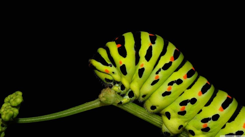 Green Caterpillar on Stem — Dramatic
