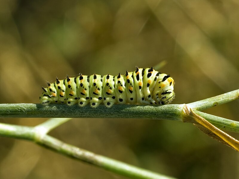 Green Caterpillar on Stem — Natural, Afternoon, Photograph, Plant Stem
