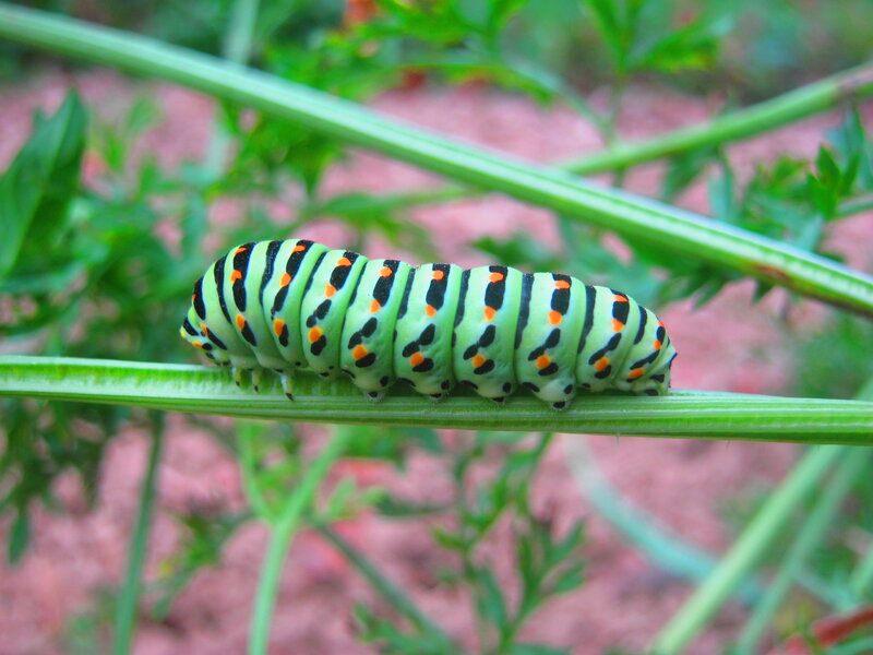 Green Caterpillar on Stem — Natural, Afternoon