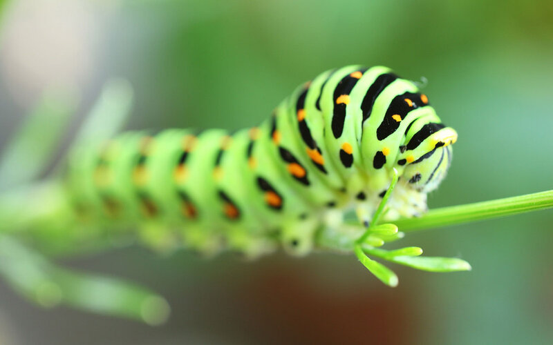 Green Caterpillar on Stem — Natural, Photograph
