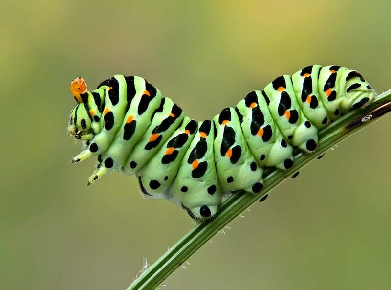 Green Caterpillar on Stem — Natural