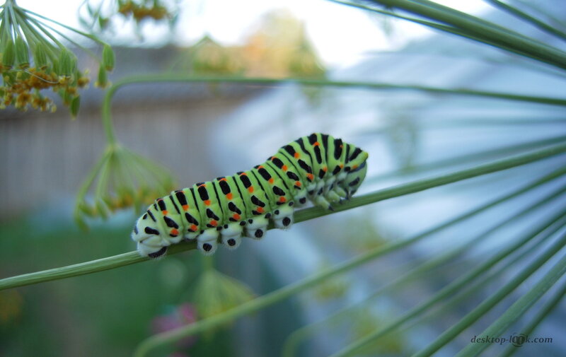 Green Caterpillar on Stem