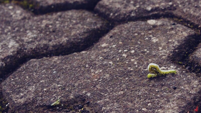 Green Caterpillar on Stone