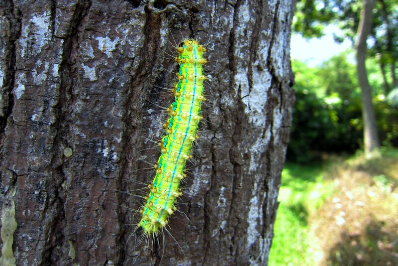 Green Caterpillar on Tree