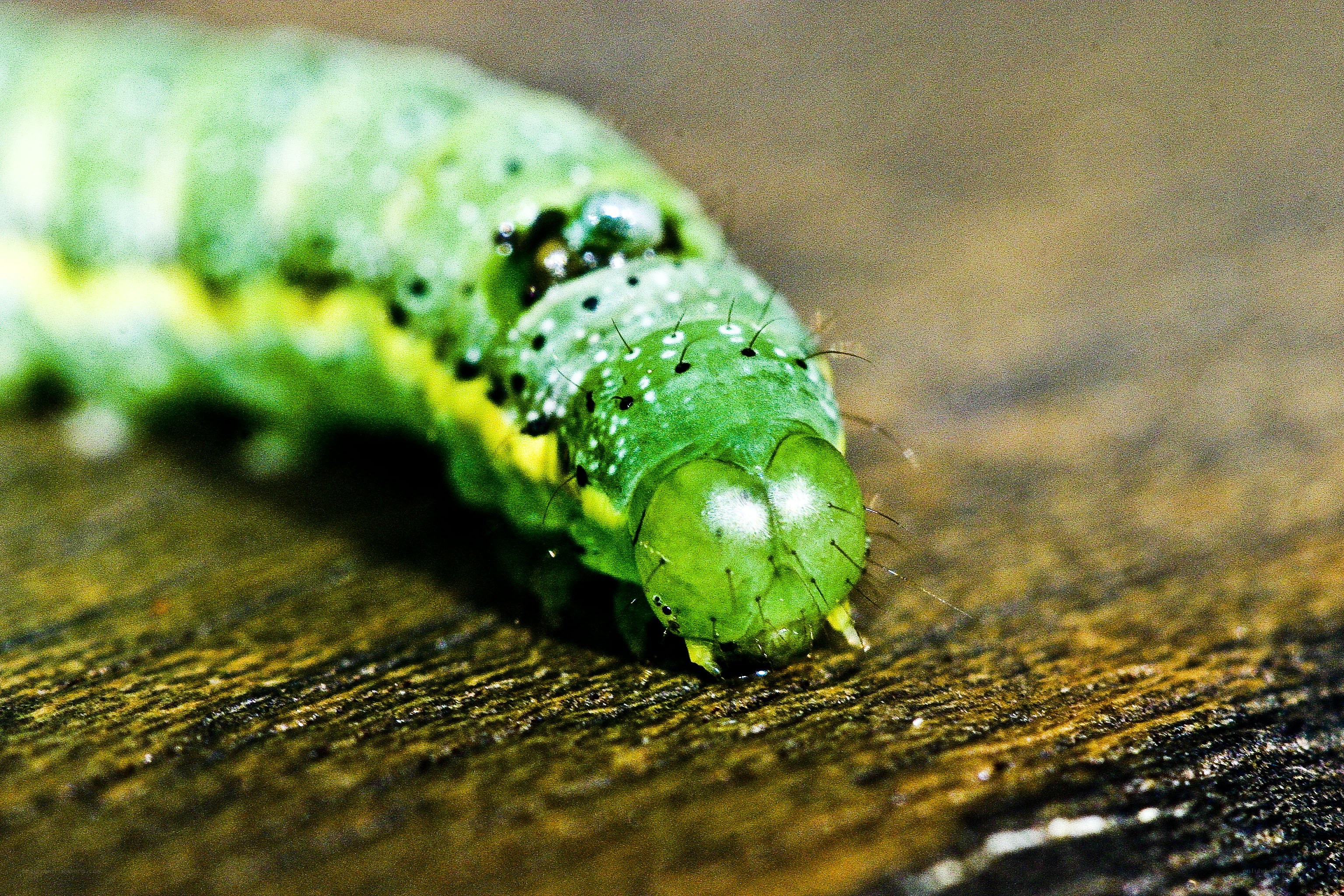 green caterpillar on wood