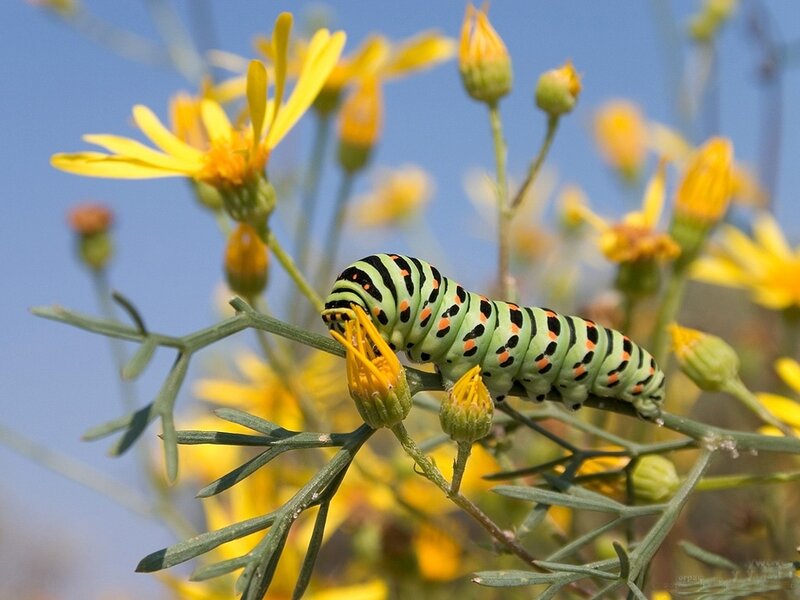 green caterpillar on yellow flowers