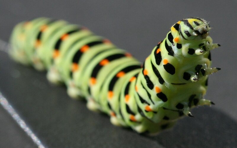 green caterpillar with black and orange stripes