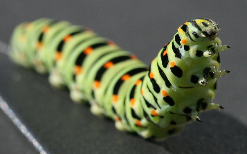 green caterpillar with black and orange stripes