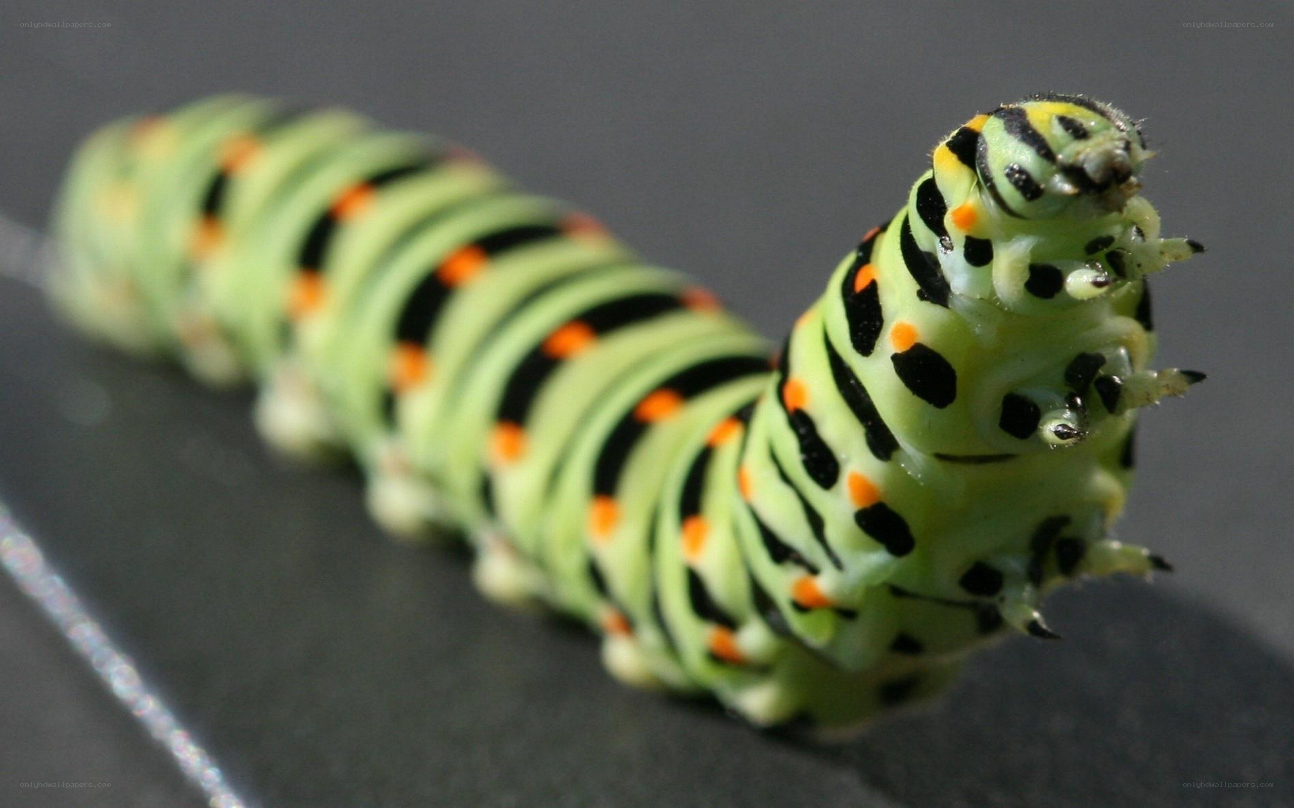 green caterpillar with black and orange stripes