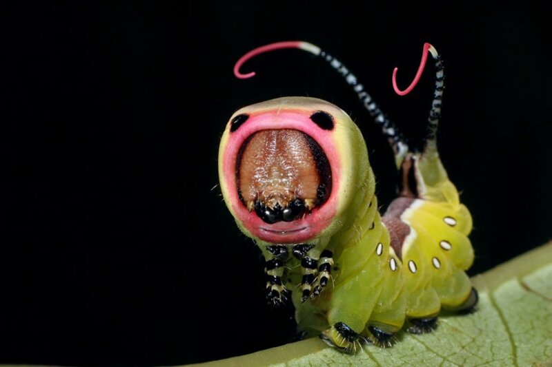 Green Caterpillar with Open Mouth