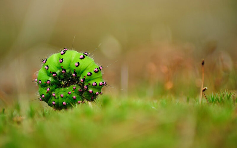 Green Caterpillar with Pink Spots