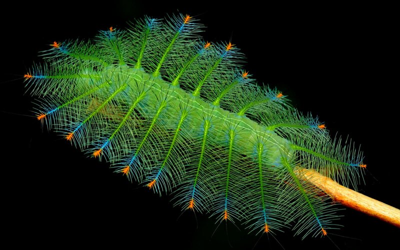 Green Caterpillar with Spines