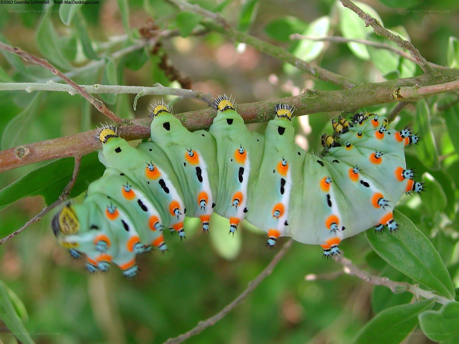 green caterpillars on a branch
