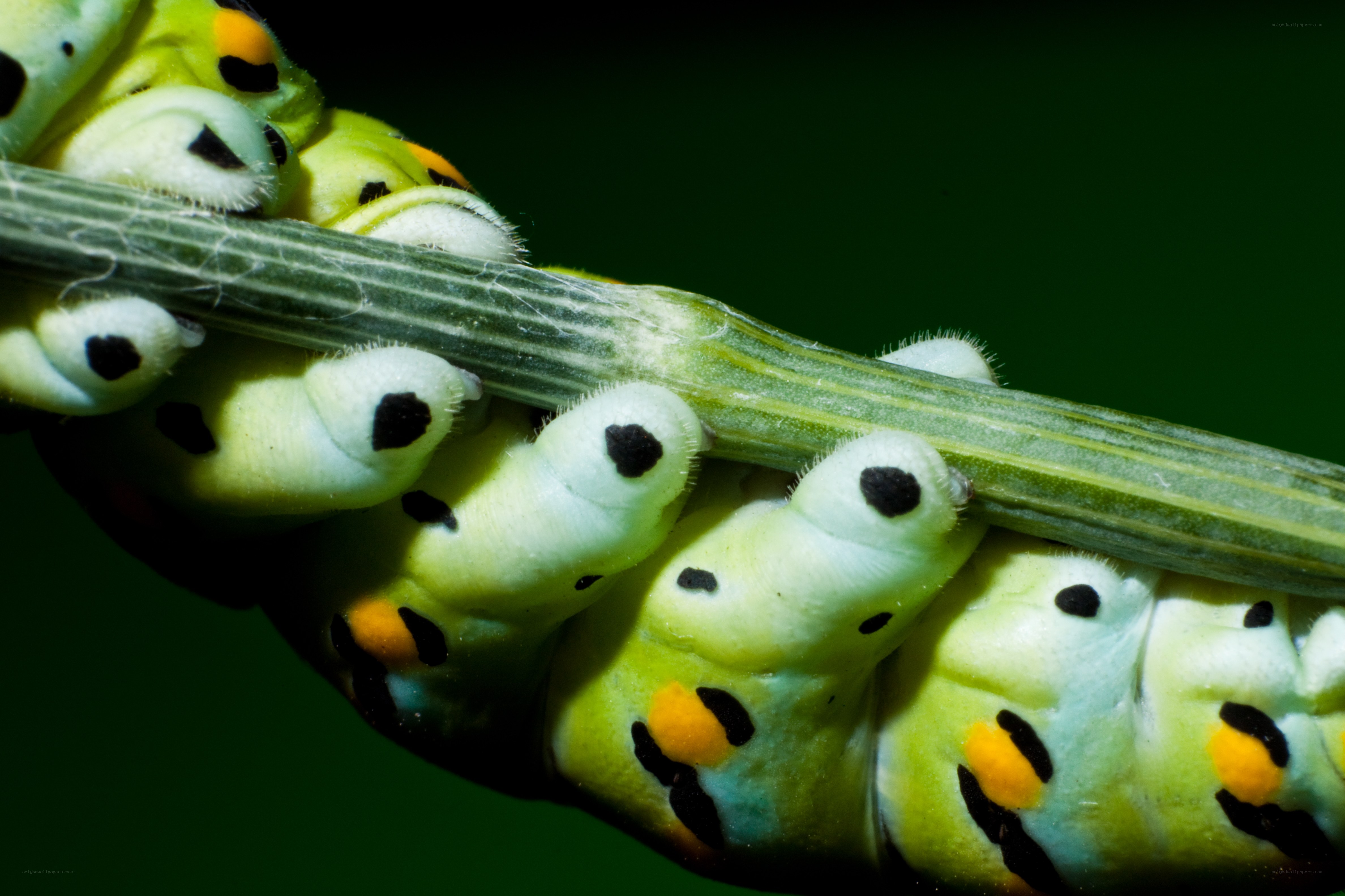 green caterpillars on a stem