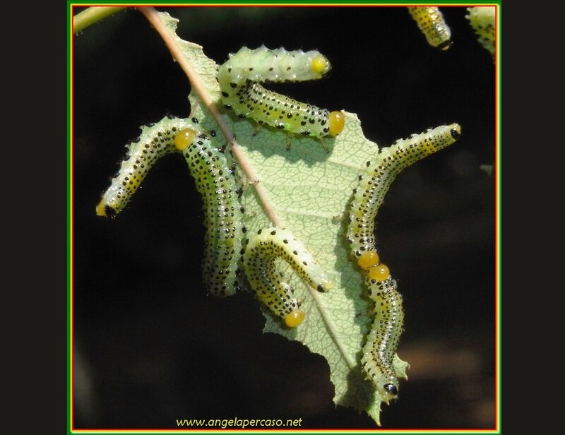 Green Caterpillars on Leaf