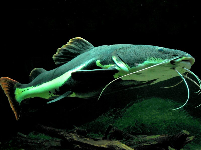 Green Catfish Swimming