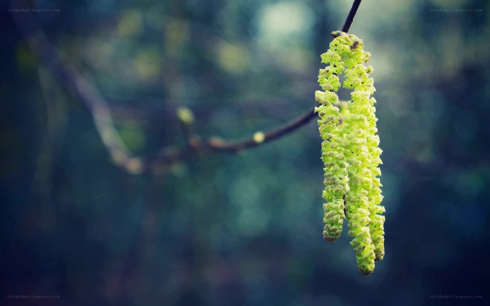 Green catkins on a branch