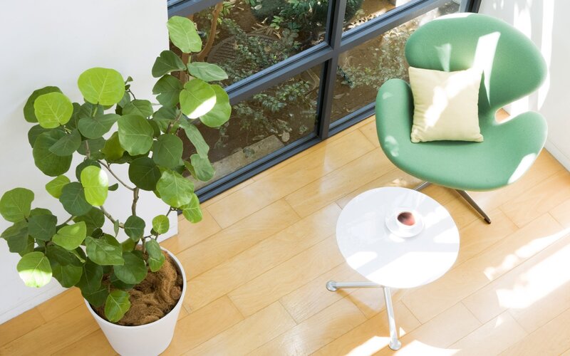 Green Chair and Plant