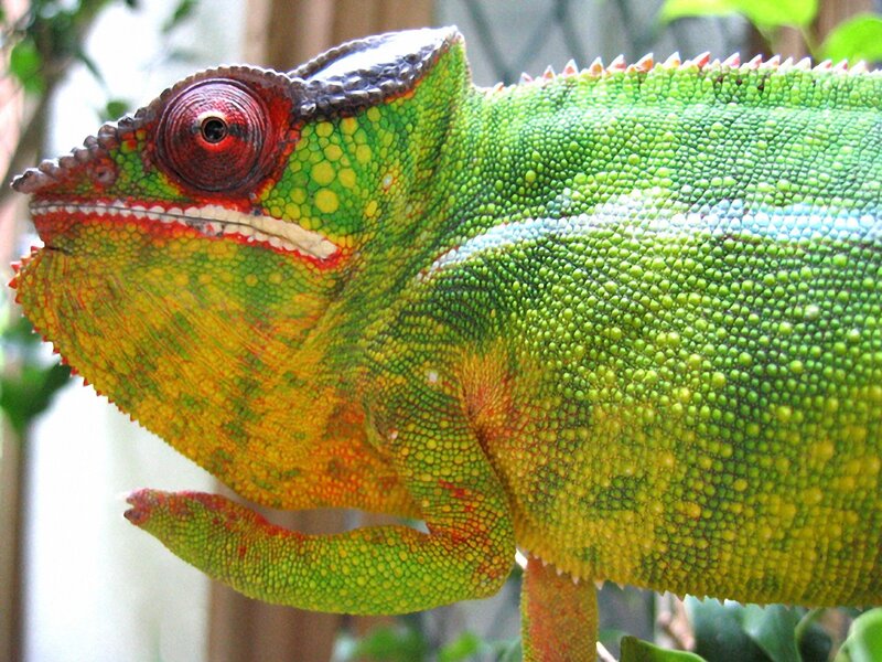 Green Chameleon — Calm, Photograph