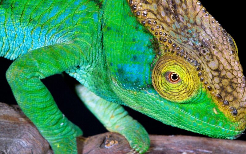 Green Chameleon — Calm