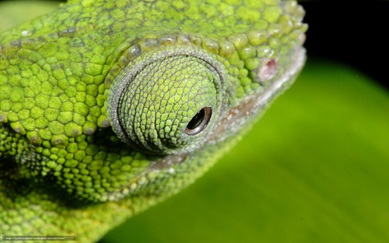 Green Chameleon Eye — Close-up