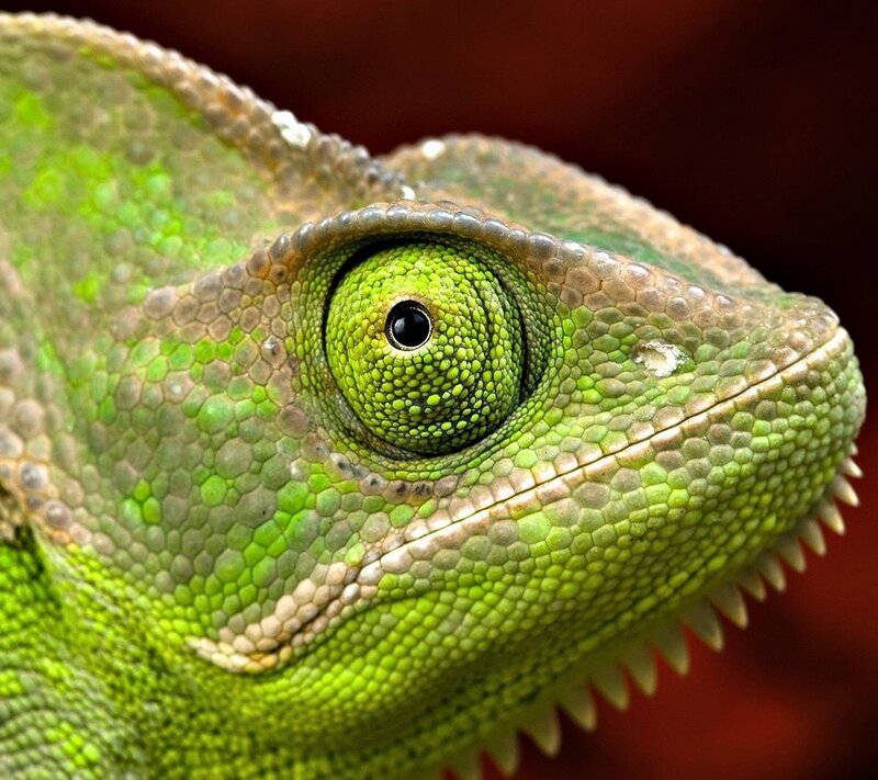 Green Chameleon Eye — Detailed